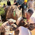 Un momento dell'operazione di rimozione del corno a un rinoceronte malato da parte dell’équipe veterinaria